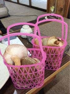 しい茸ランド かさや