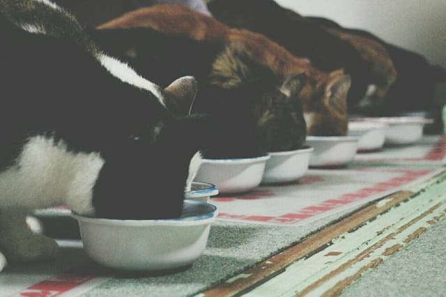 猫カフェ ねこっ茶 - サブ画像2