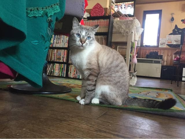 パルティア - サブ画像2