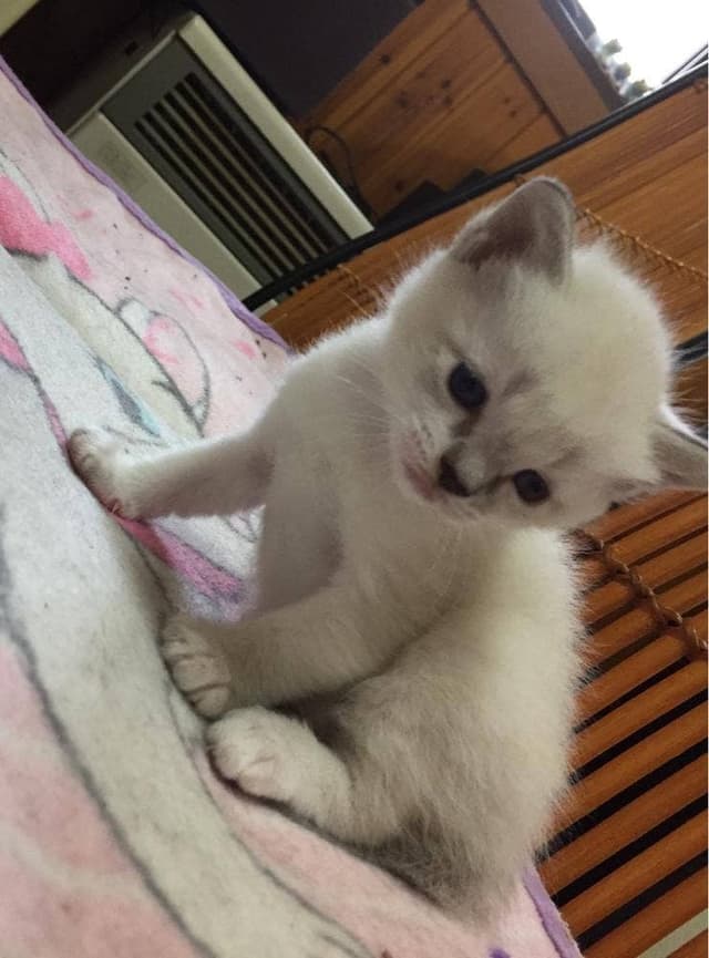 パルティア - サブ画像1