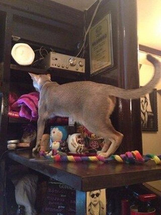猫 - サブ画像2