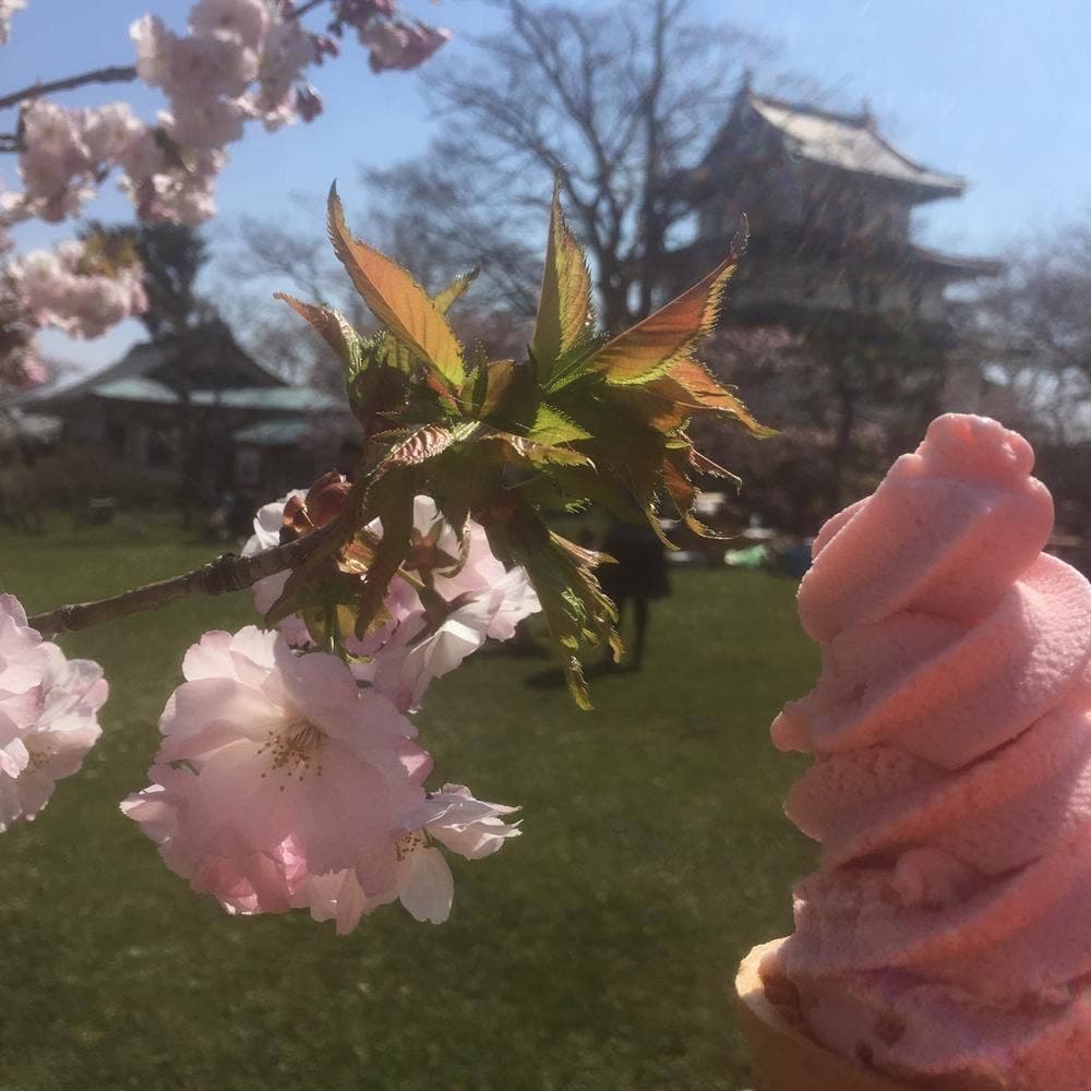 松前城観光案内所 花守