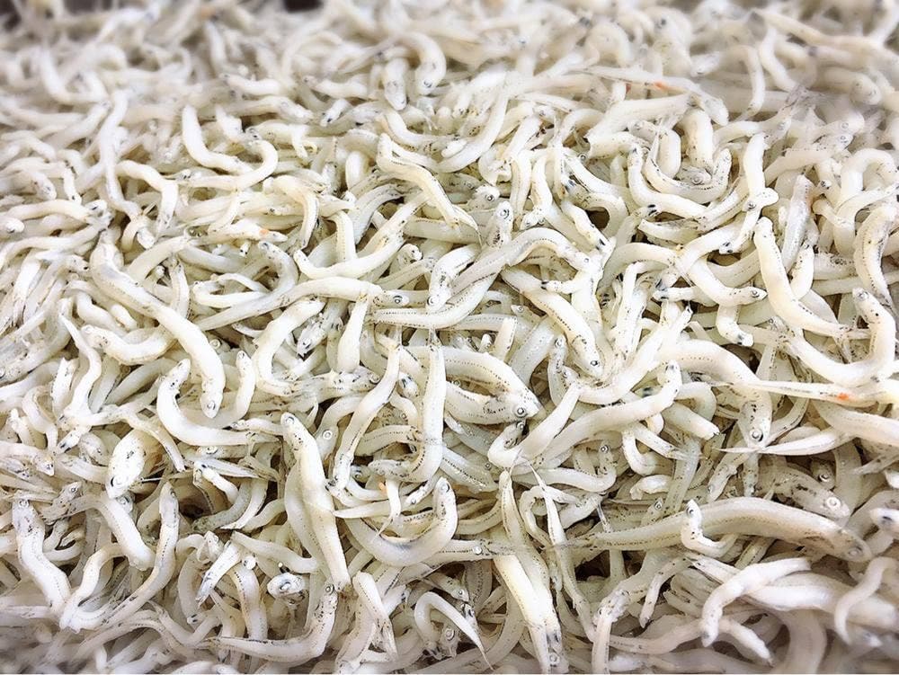 しらす製造直売店 中嶋丸