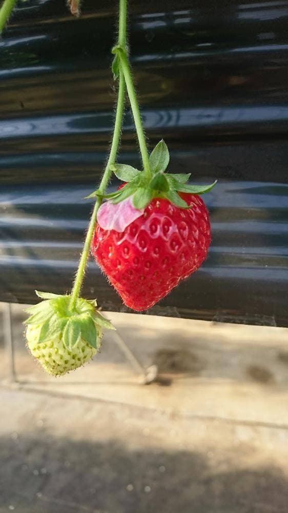 STRAWBERRY CAFE 磯山観光いちご園 - サブ画像2