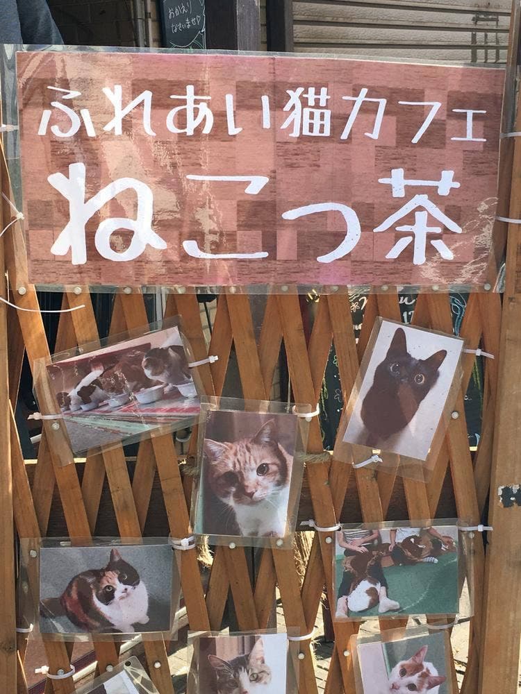 猫カフェ ねこっ茶