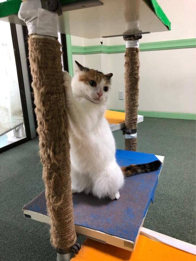 猫カフェ ねこっ茶 - サブ画像3