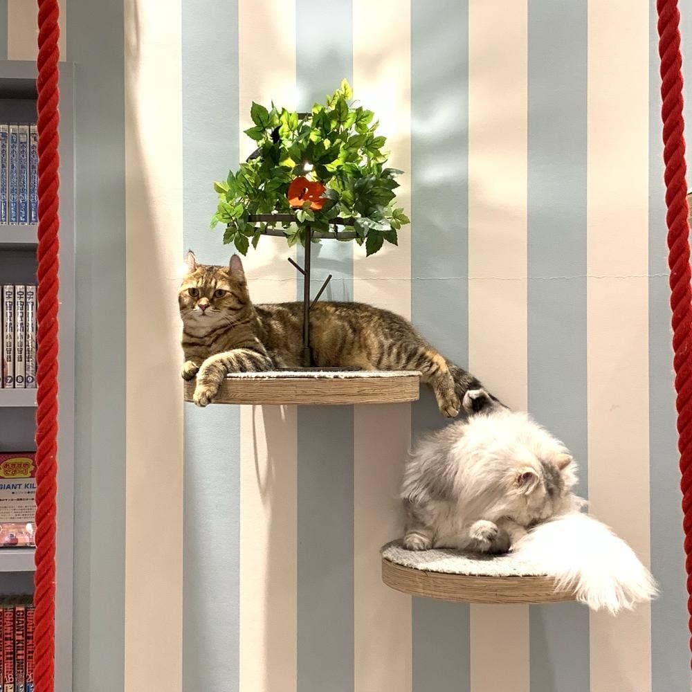 猫カフェ MOCHA イオンレイクタウン店