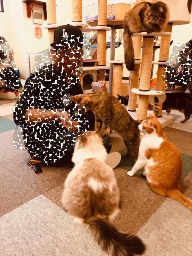 cat cafe Nyanny - サブ画像2