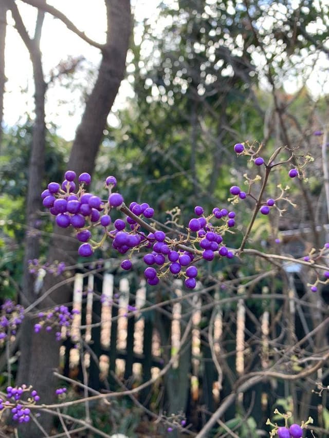 石釜そば ひさ屋 - サブ画像1