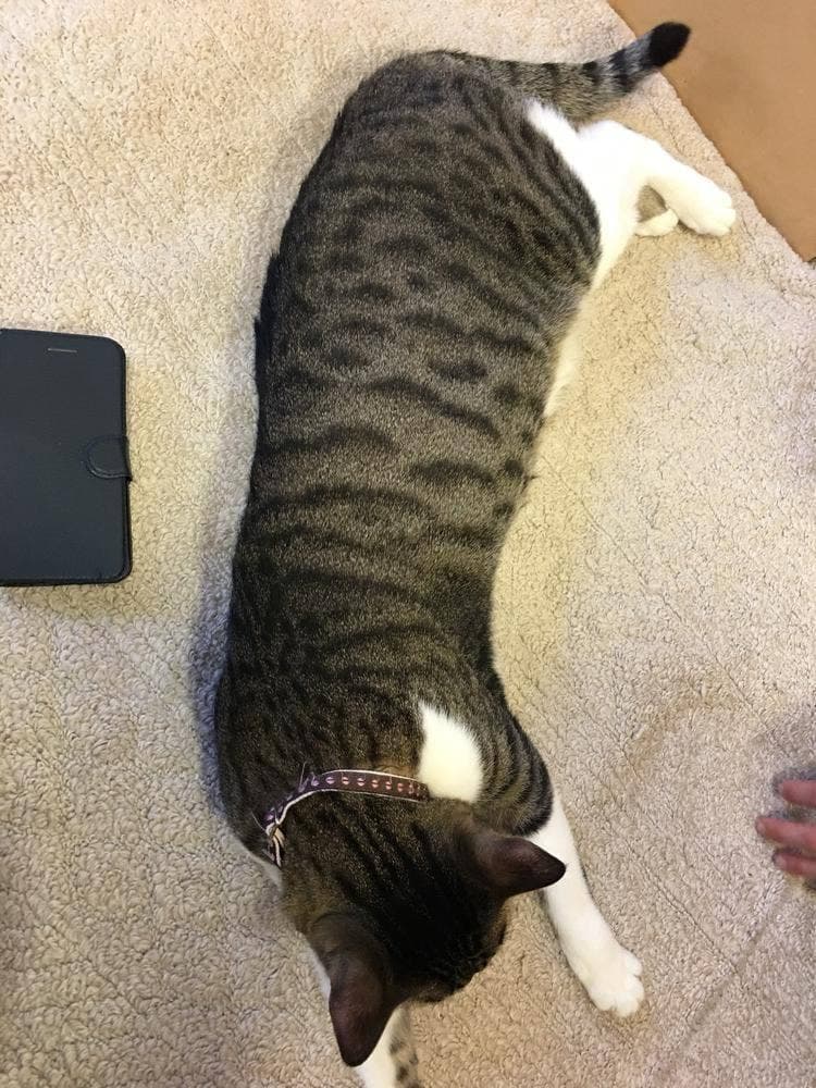 ねこのみせ