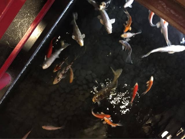 旭川お城の鯉寿し - サブ画像2
