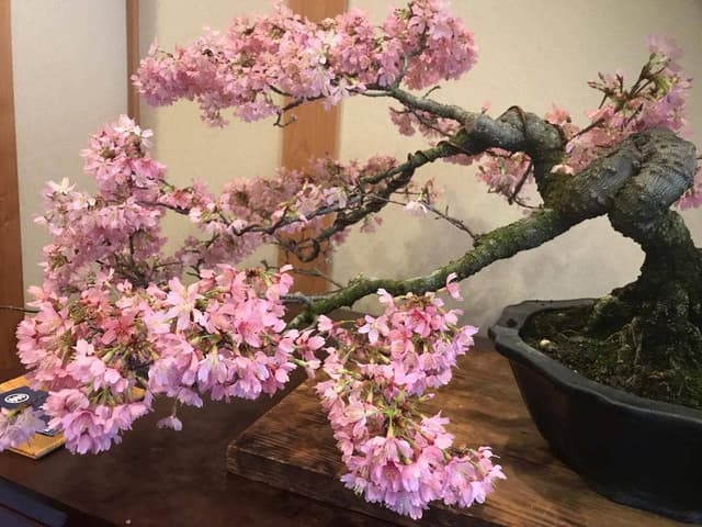 美津屋寿司 - サブ画像2