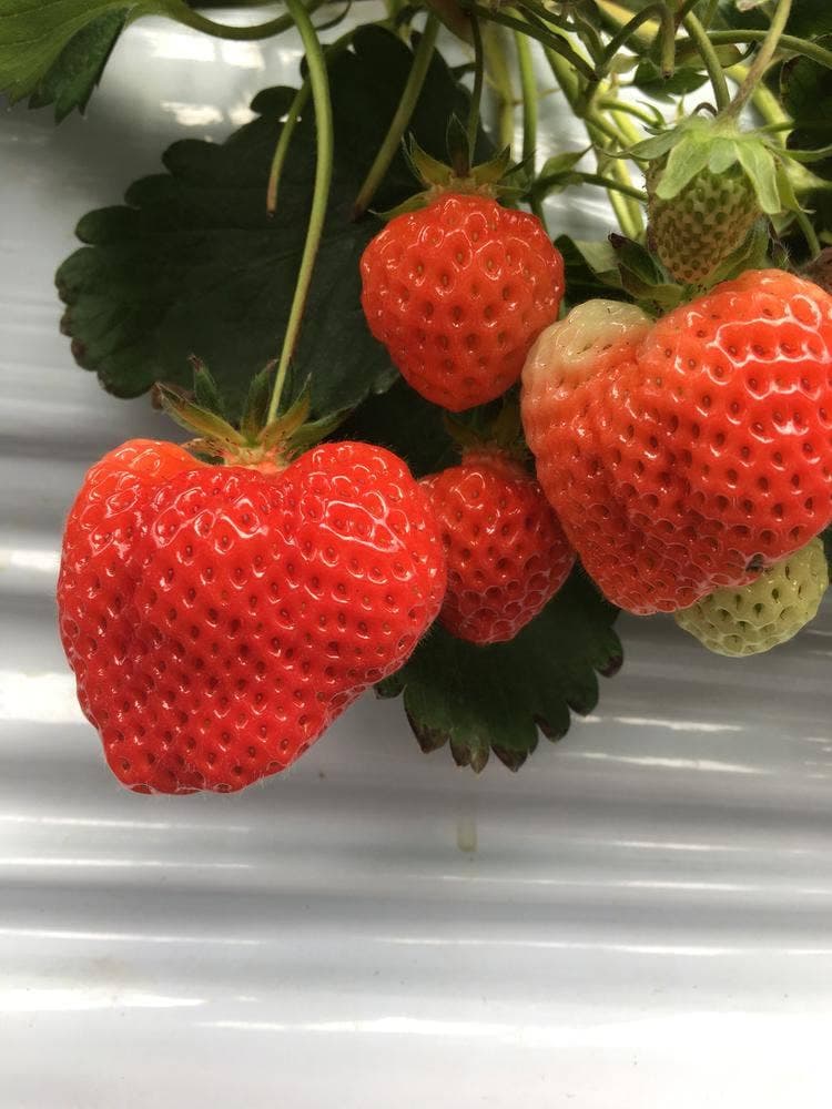 そら野デリカ そら野テラス