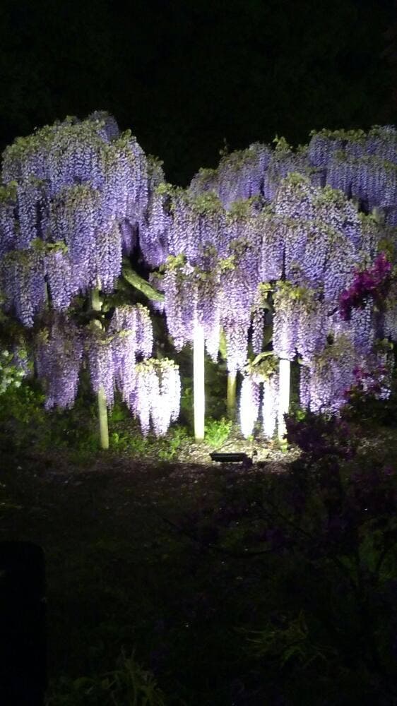 ウェステリア あしかがフラワーパーク - サブ画像3