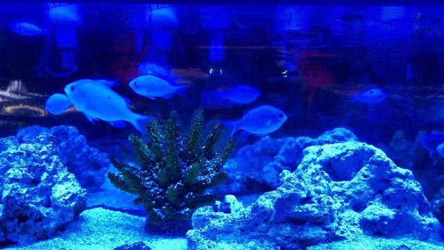 ジラフモノクローム - サブ画像2