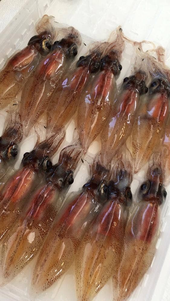 カネツル砂子商店 ほたるいかミュージアム店 - サブ画像2