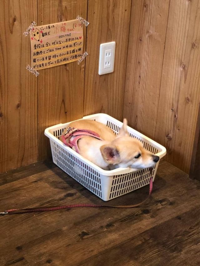 ジュース屋 うる - サブ画像2