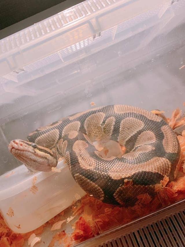 Reptiles Bar LIRIO - サブ画像2
