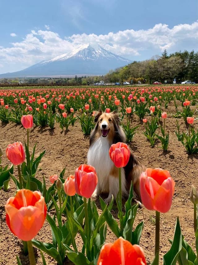 売店花湖 - サブ画像2