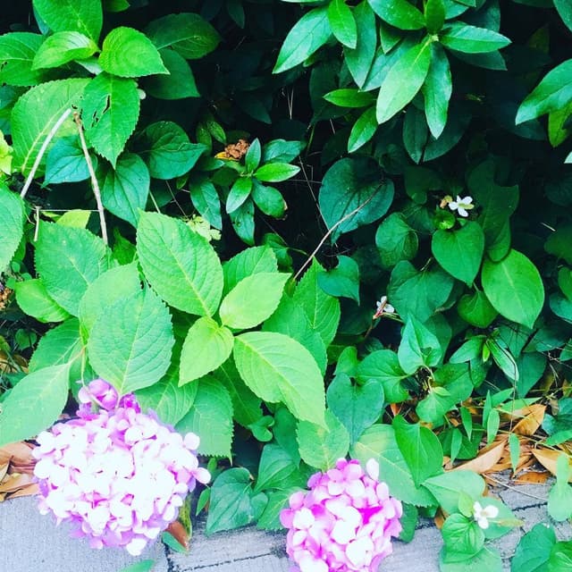 鹿の舟 囀 - サブ画像2