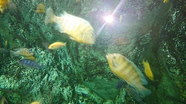 ヒポポパパ - サブ画像1