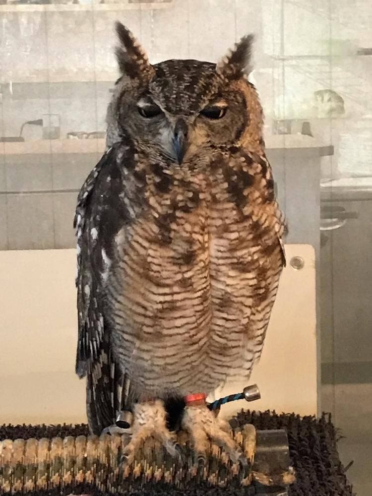 フクロウカフェクルー
