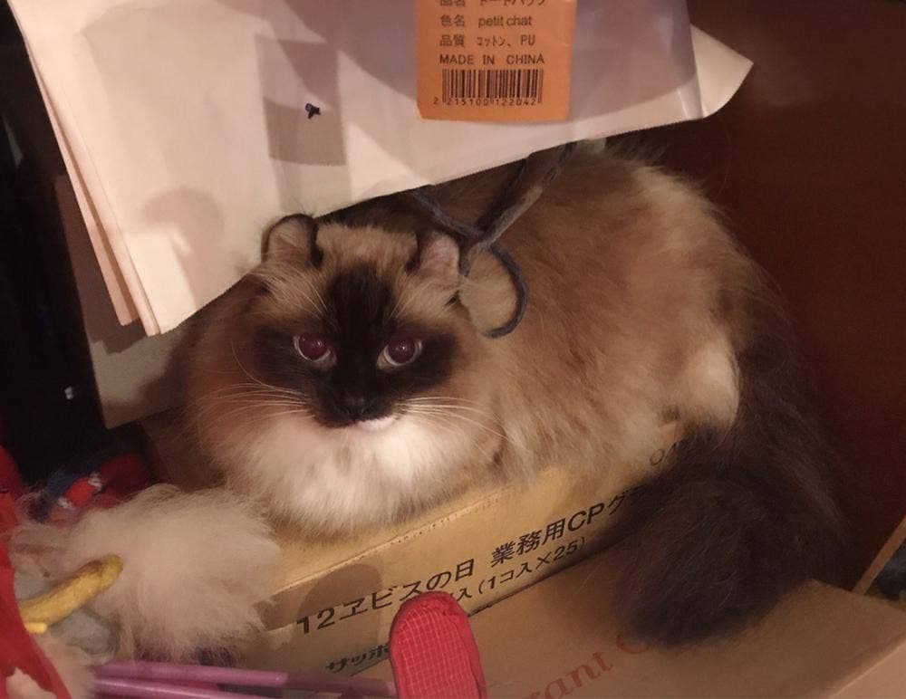 Die Katze