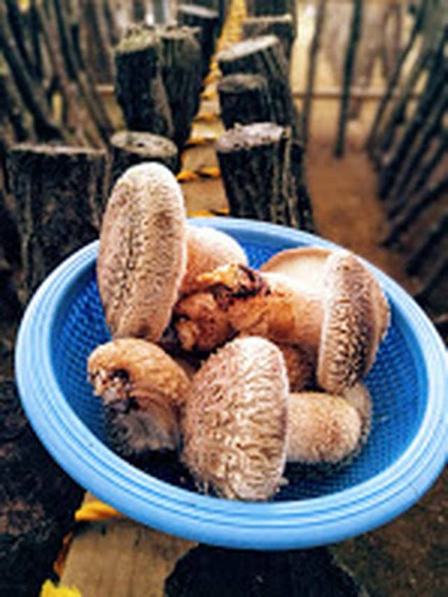 修善寺しいたけの里 - サブ画像1