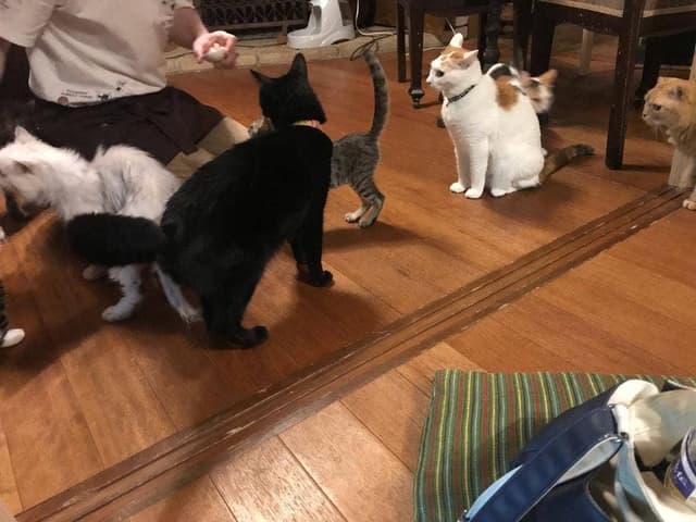 猫カフェ なーごなーご - サブ画像2