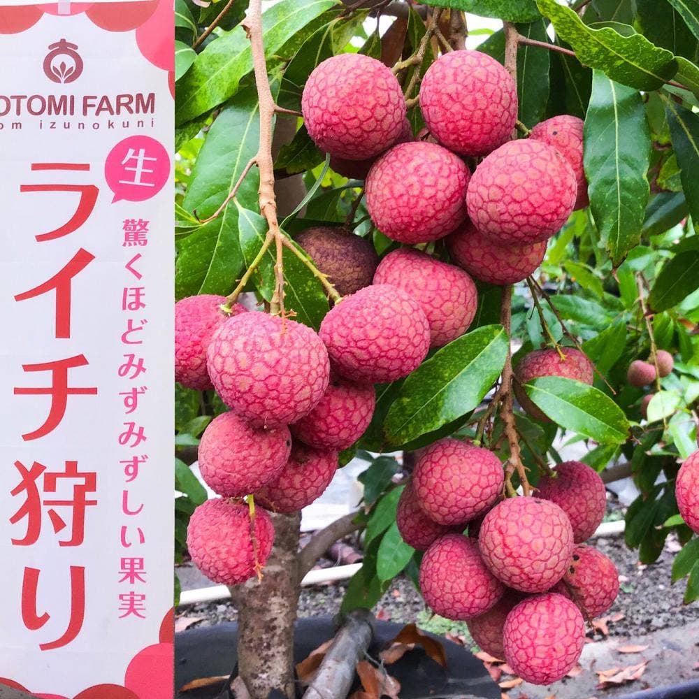 大富農園 カフェテリア