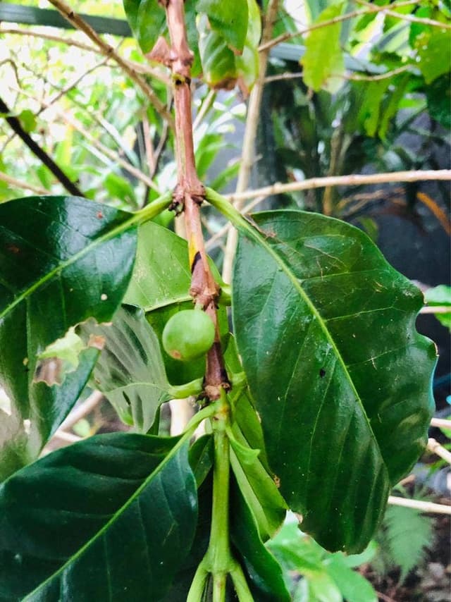 ヒロコーヒーファーム - サブ画像1