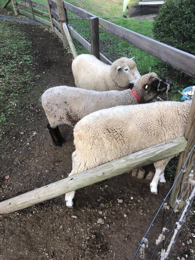 MouMoubar 伊香保グリーン牧場 - サブ画像3