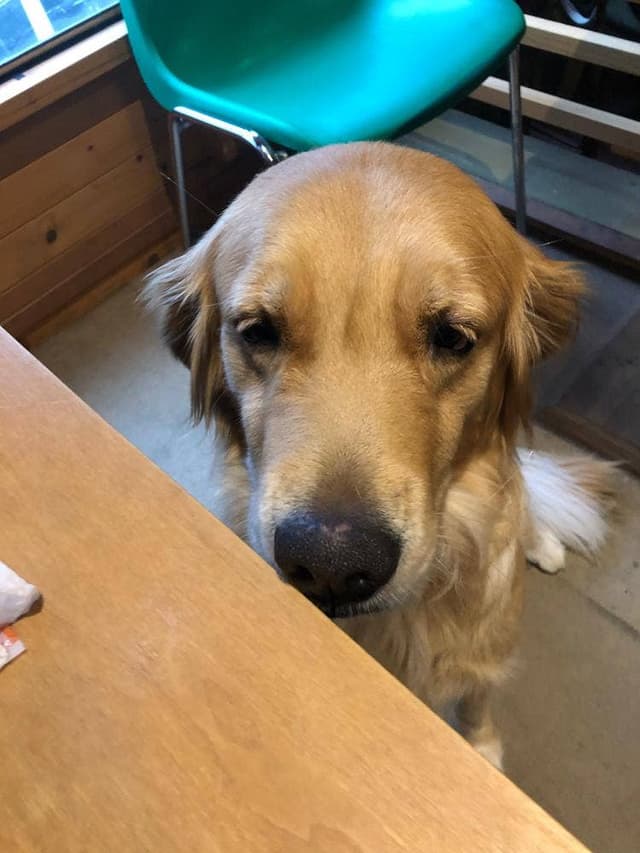 ココシカ - サブ画像3