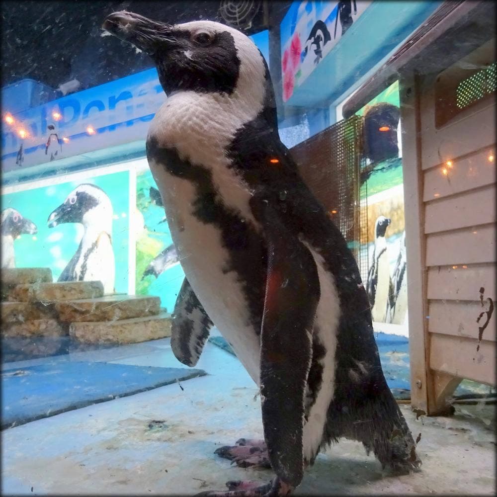 Penguin Bar Fairy