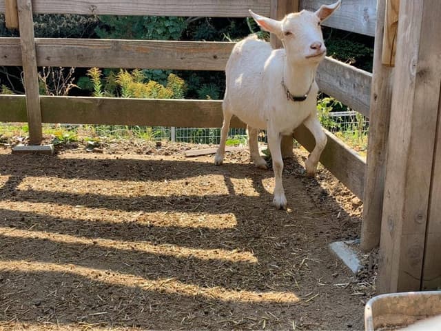 森のpizza Lodge - サブ画像1