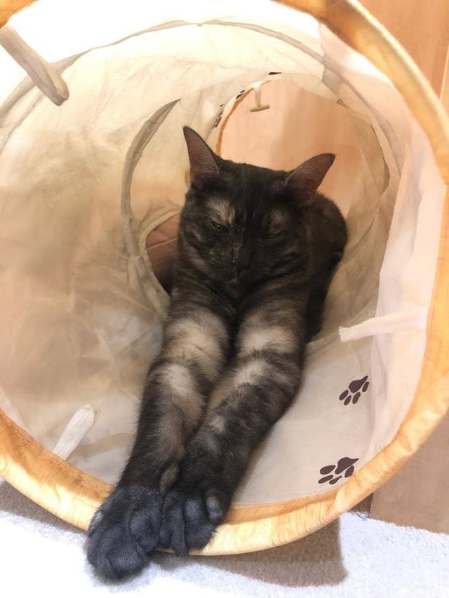 moff animal Cafe 高崎OPA店 - サブ画像2