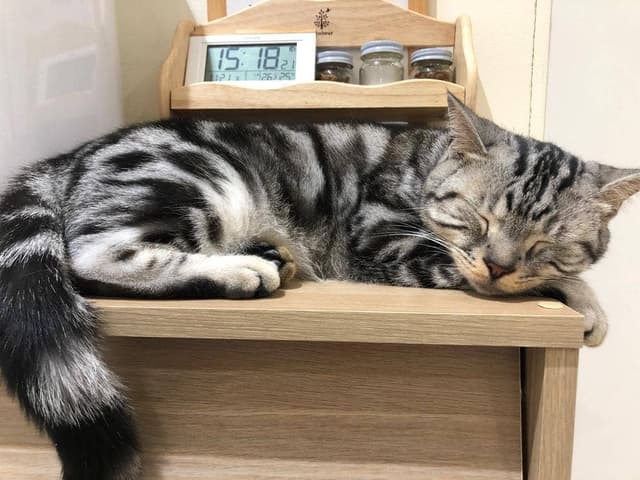 moff animal Cafe 高崎OPA店 - サブ画像1