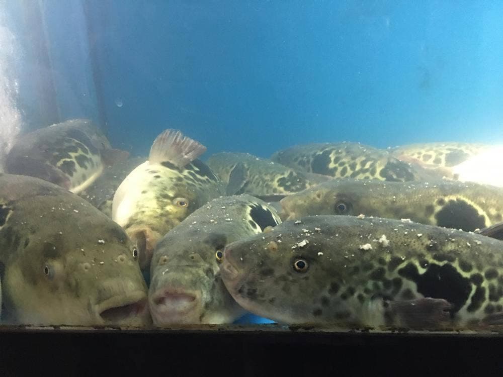 とらふぐ亭 浦和店