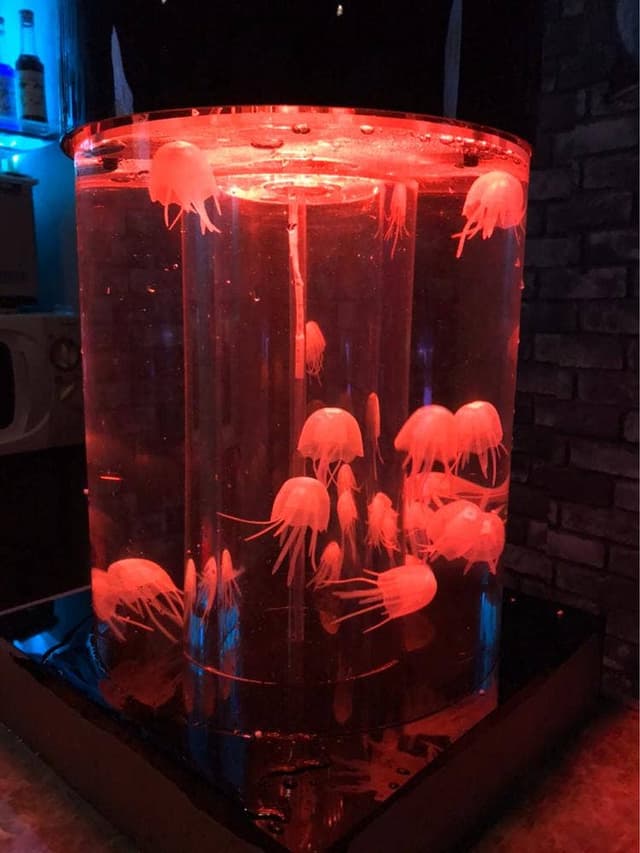 クラゲのいるお店 Bar pulmo - サブ画像2