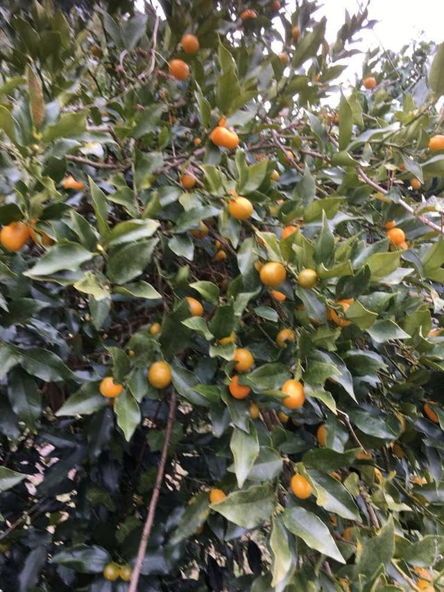 天理観光農園 わわ - サブ画像2