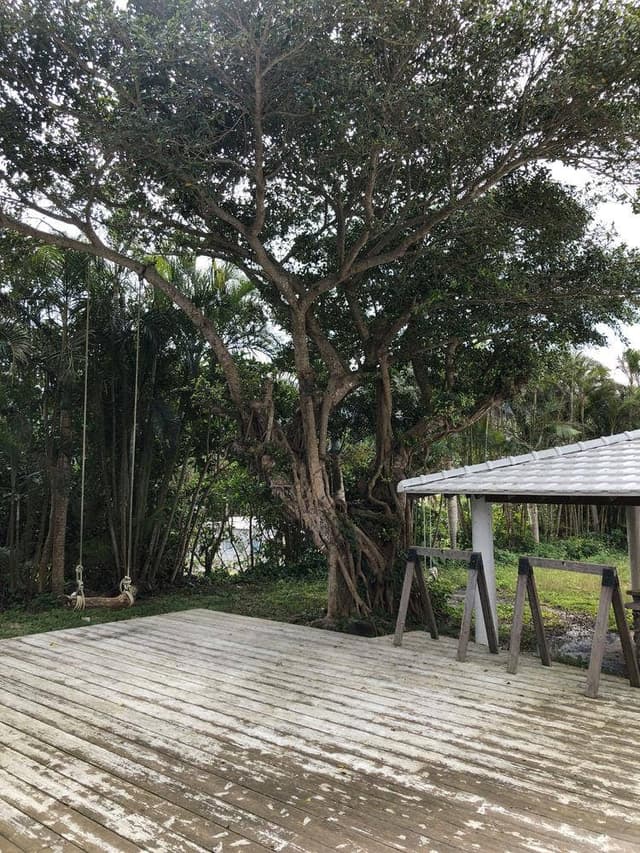 がじゅまるのブランコ - サブ画像1