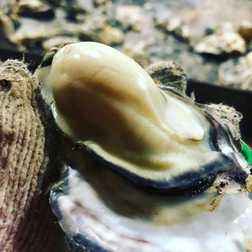 かき焼 うちの海