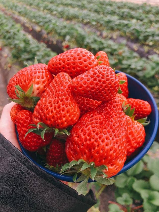 STRAWBERRY CAFE 磯山観光いちご園 - サブ画像3
