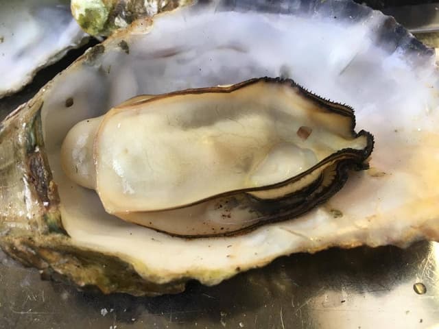 マルナカ水産 マルマ本店 - サブ画像2