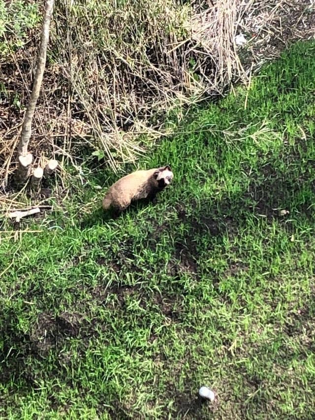 新嘉坡鶏飯 御殿場プレミアムアウトレット - サブ画像1