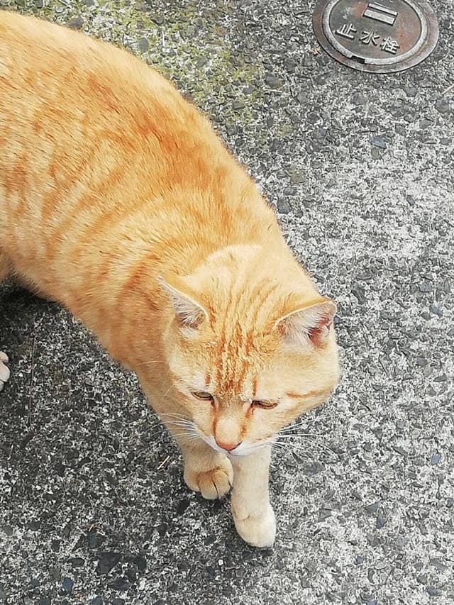 ネコノテパン工場 - サブ画像2