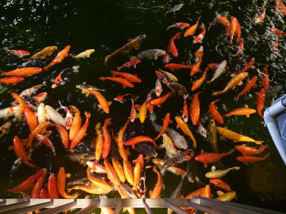 水上庭園と京懐石・焼肉・鍋料理 一心