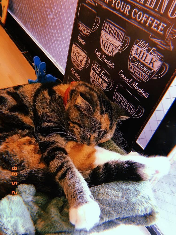 猫Cafe ぐるぐる堂