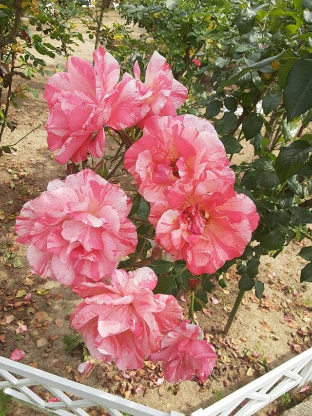 薔薇舘 イングリッシュローゼ - サブ画像1