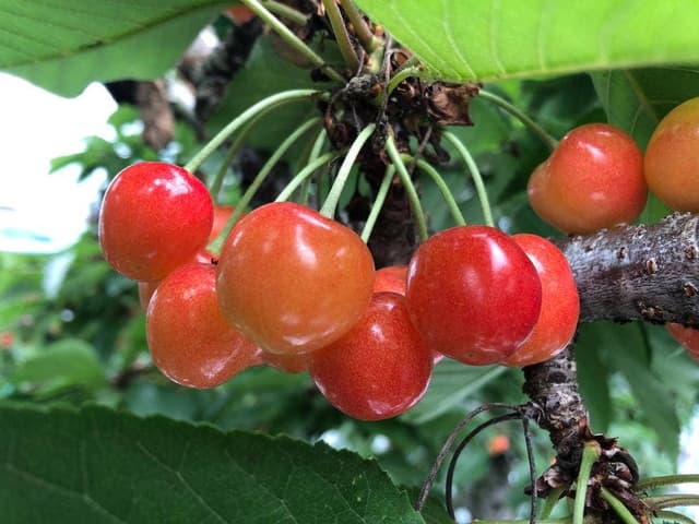 果実の里 原田農園 - サブ画像2